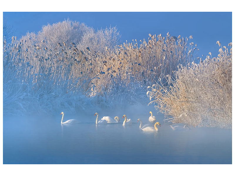 5-piece-canvas-print-blue-swan-lake