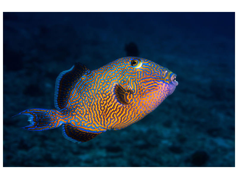 4-piece-canvas-print-blue-triggerfish