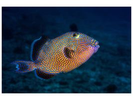 3-piece-canvas-print-blue-triggerfish