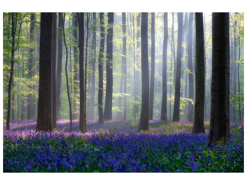 modern-4-piece-canvas-print-bluebells