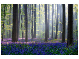 3-piece-canvas-print-bluebells