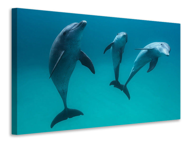 5-piece-canvas-print-bottlenose-dolphins-ii