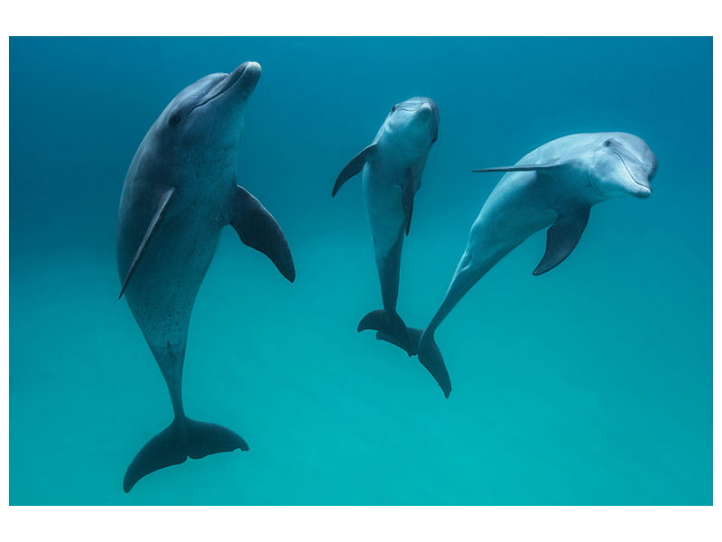 3-piece-canvas-print-bottlenose-dolphins-ii