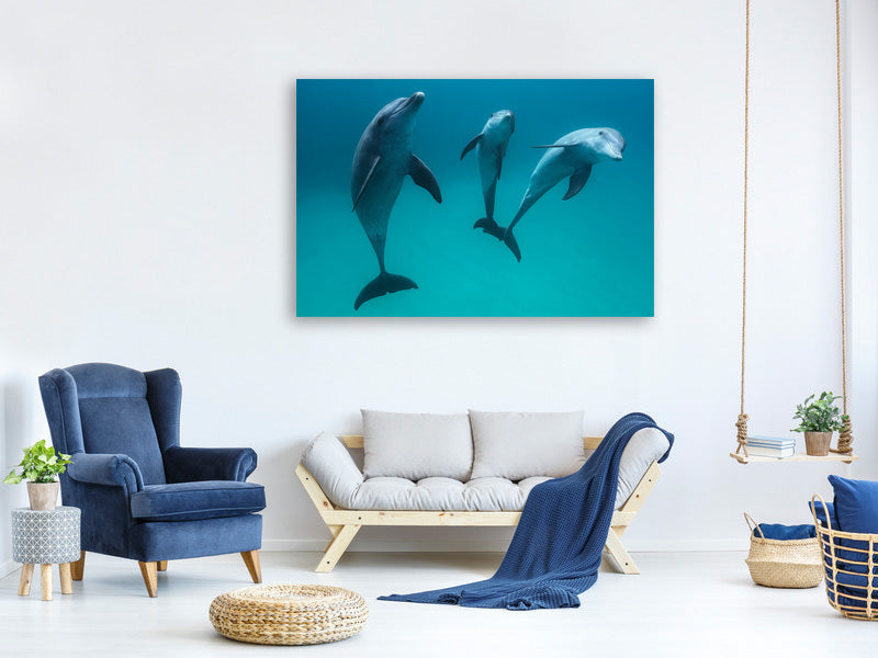5-piece-canvas-print-bottlenose-dolphins-ii