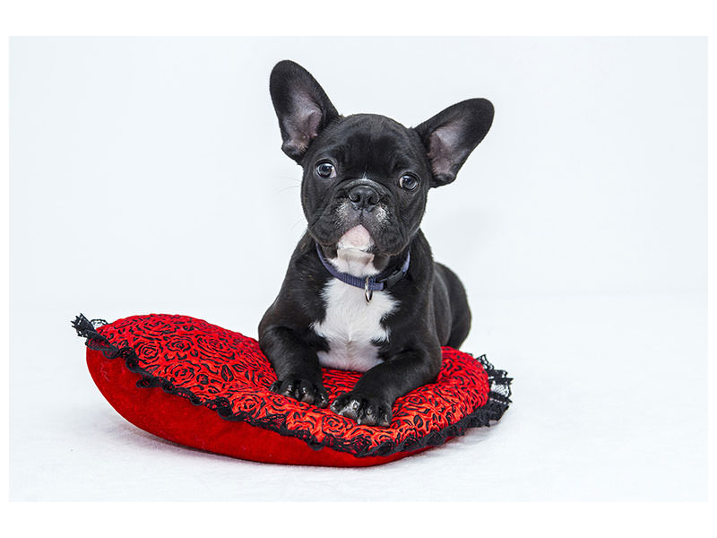 3-piece-canvas-print-bulldog-to-fall-in-love