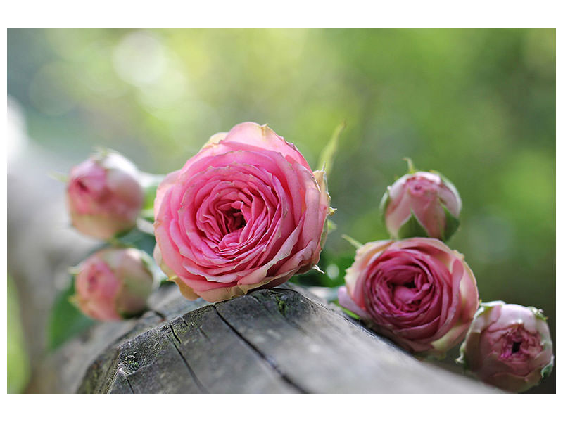 4-piece-canvas-print-bush-roses