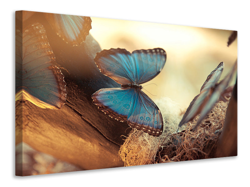 4-piece-canvas-print-butterflies