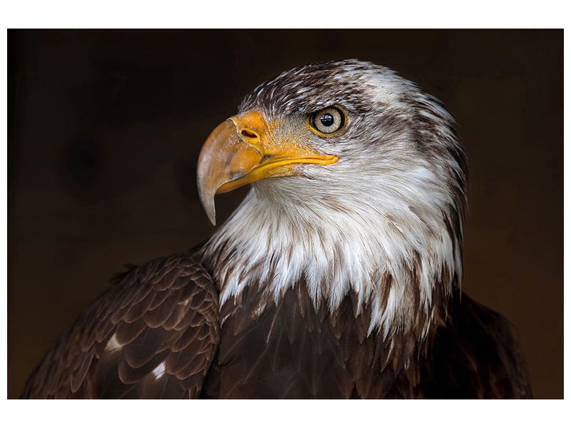 3-piece-canvas-print-caged-eagle