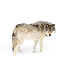 3-piece-canvas-print-canadian-timber-wolf