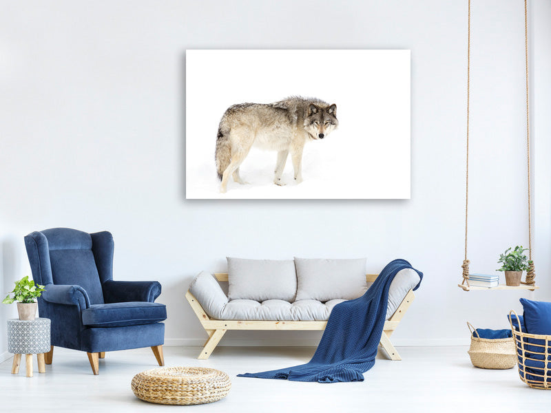 canvas-print-canadian-timber-wolf