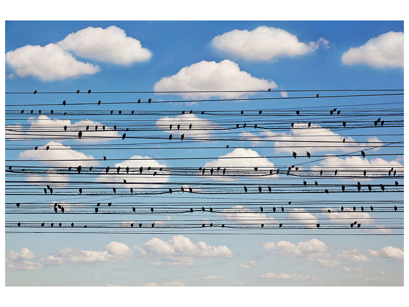 modern-4-piece-canvas-print-cantus-arcticus-concerto-for-birds