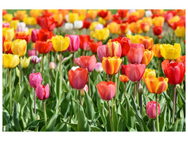 canvas-print-a-colorful-tulip-field