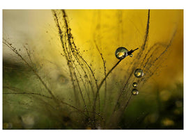 canvas-print-a-golden-morning-shower-x