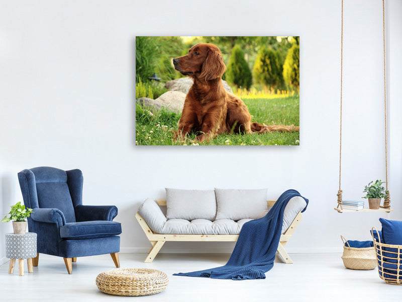 canvas-print-attentive-irish-setter