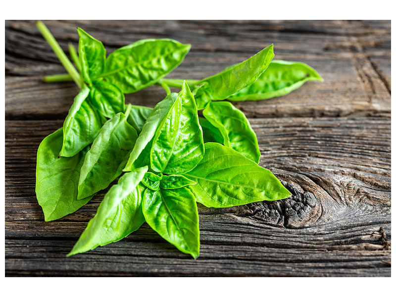 canvas-print-basil-leaves-ii