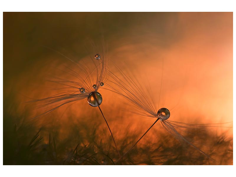 canvas-print-forest-fire-x