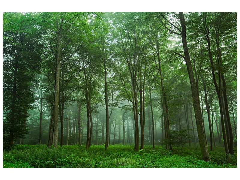 canvas-print-forest-view-x