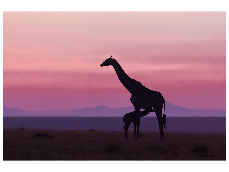 canvas-print-good-morning-masai-mara-7-x