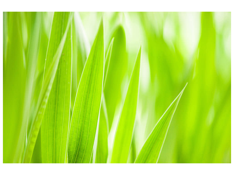 canvas-print-grass-xxl