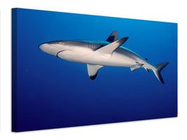 canvas-print-grey-reef-shark-carcharhinus-amblyrhynchos-x