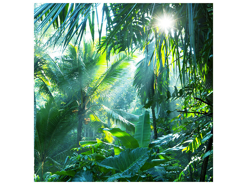 canvas-print-in-tropical-forest