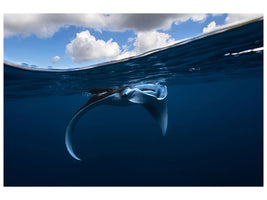 canvas-print-little-manta-ray