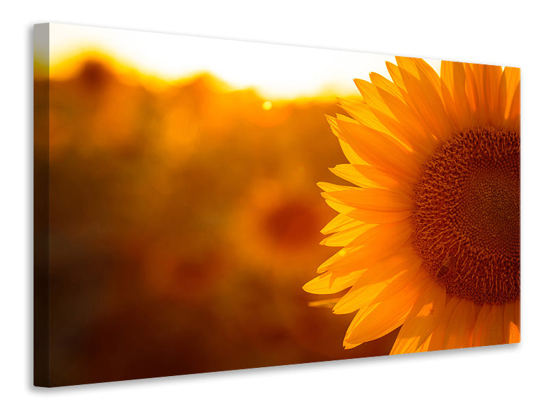 canvas-print-macro-sunflower