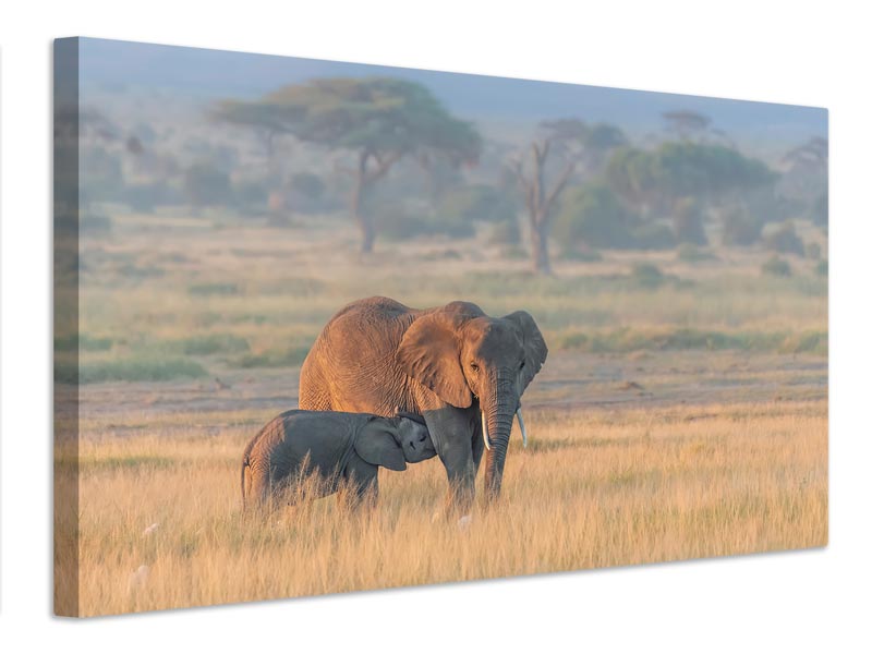 canvas-print-milking-under-sunrise-x