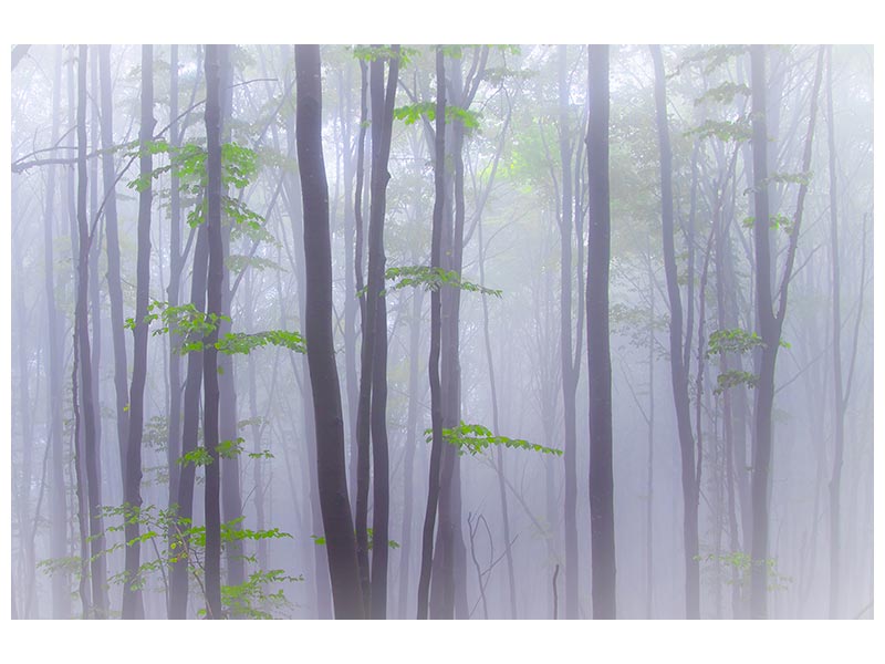canvas-print-misty-x