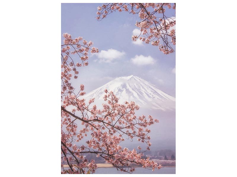 canvas-print-mtfuji-in-the-cherry-blossoms-x