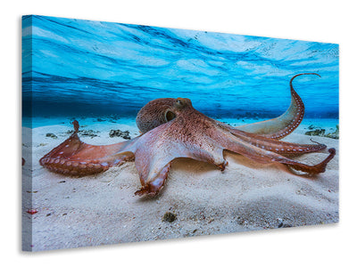 canvas-print-octopus