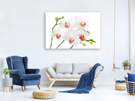 canvas-print-orchids-love