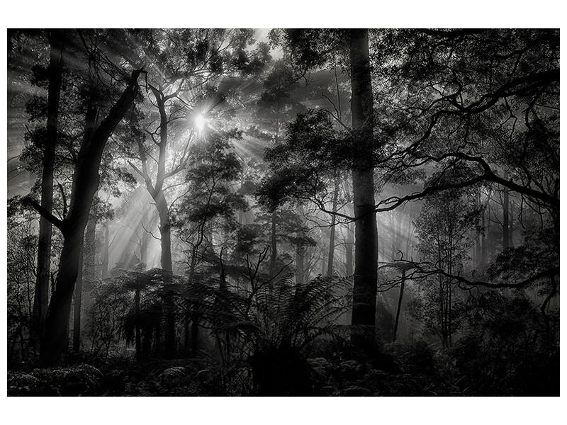 canvas-print-primary-forest