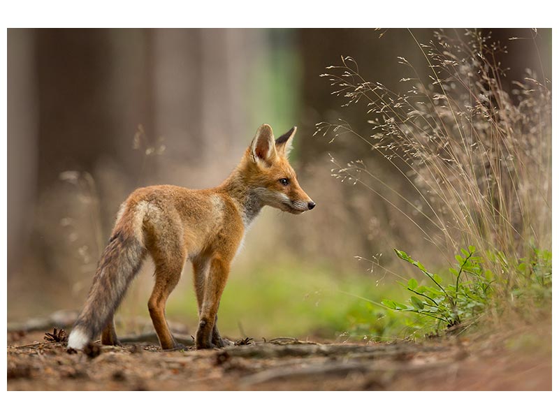 canvas-print-red-fox-xqm