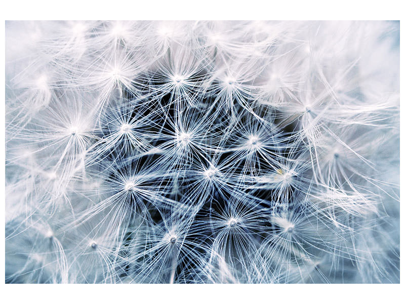 canvas-print-ripe-dandelion-close-up