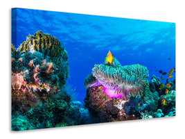 canvas-print-sea-life