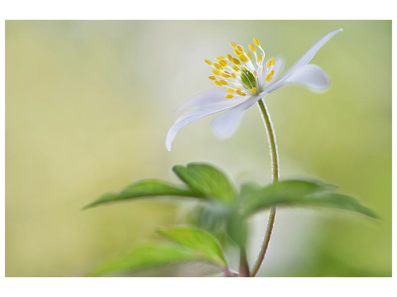 canvas-print-spring-light-x