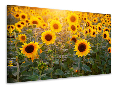 canvas-print-sunflower-field