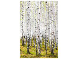 canvas-print-the-birch-forest-in-the-spring