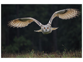 canvas-print-the-owl