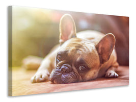 canvas-print-tired-bulldog