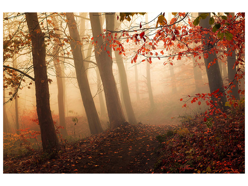 canvas-print-towards-the-light