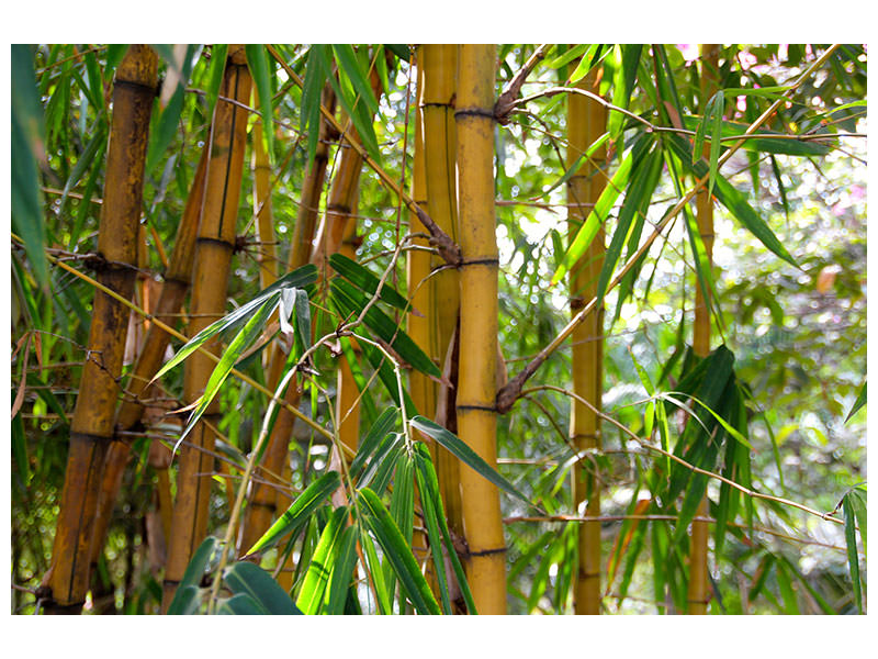 canvas-print-wild-bamboo