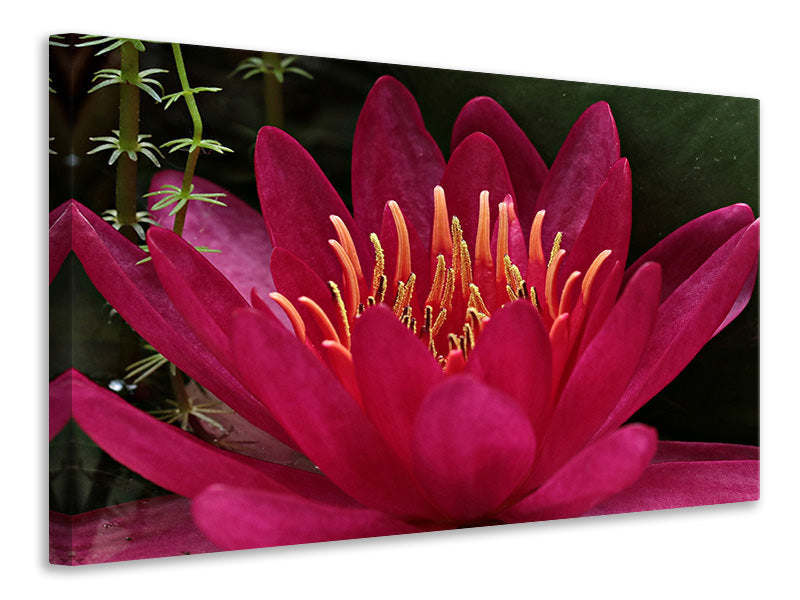 canvas-print-wonderful-water-lily