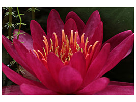 canvas-print-wonderful-water-lily