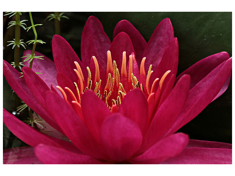 canvas-print-wonderful-water-lily