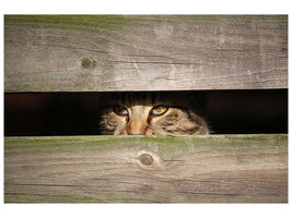 panoramic-3-piece-canvas-print-cat-in-hiding