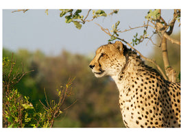 3-piece-canvas-print-cheetah-in-nature