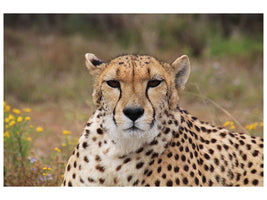 3-piece-canvas-print-cheetah-xl