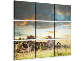 canvas-print-cheetahs